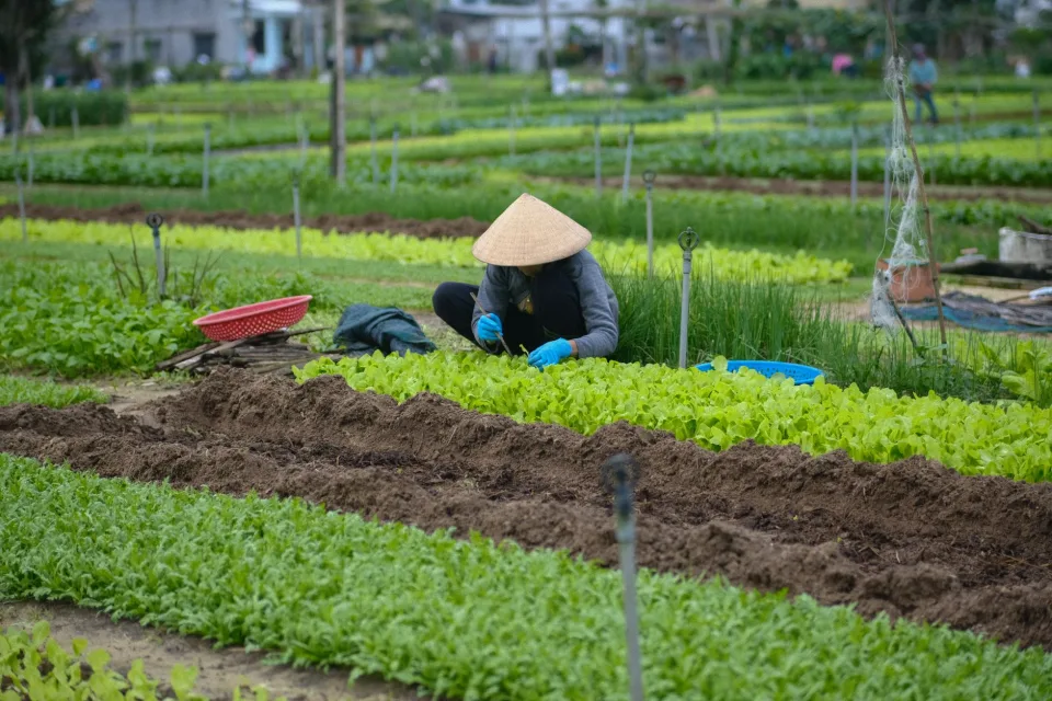 Rau củ quả & trái cây theo mùa