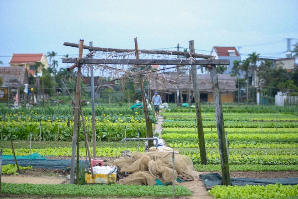 Rau củ quả & trái cây theo mùa